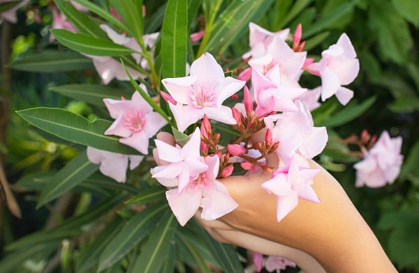 Plants That Can Kill You