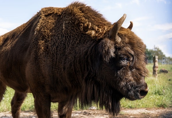 Biggest Wild Animals In the U.S.