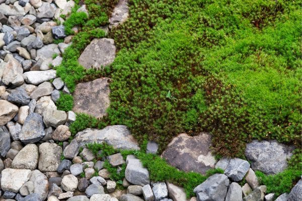 Building a Zen Garden