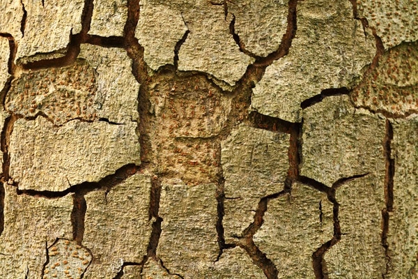 Your Trees Are Dying