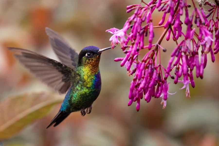 Attract Hummingbirds To Your Yard