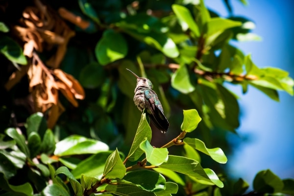 Attract Hummingbirds To Your Yard