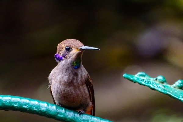 Attract Hummingbirds To Your Yard
