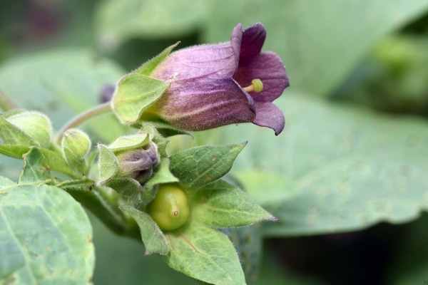 Dangerous Plants That Might Be In Your Yard