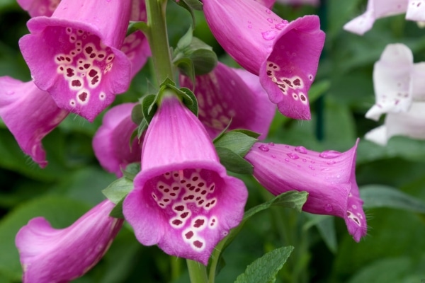 Dangerous Plants That Might Be In Your Yard