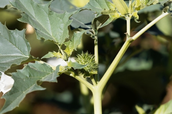 Dangerous Plants That Might Be In Your Yard