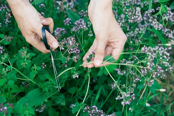 Wild-Harvest