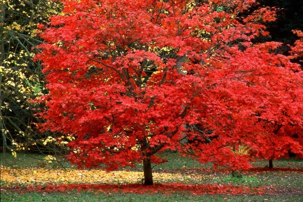 Best Trees To Plant This Fall