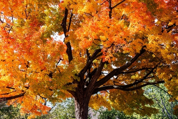 Best Trees To Plant This Fall