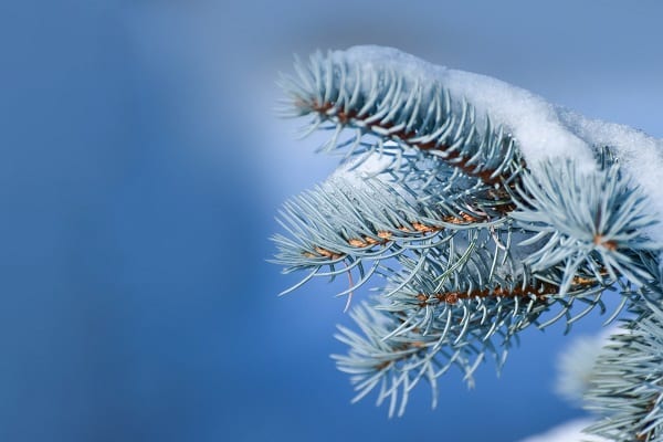 Picking A Christmas Tree