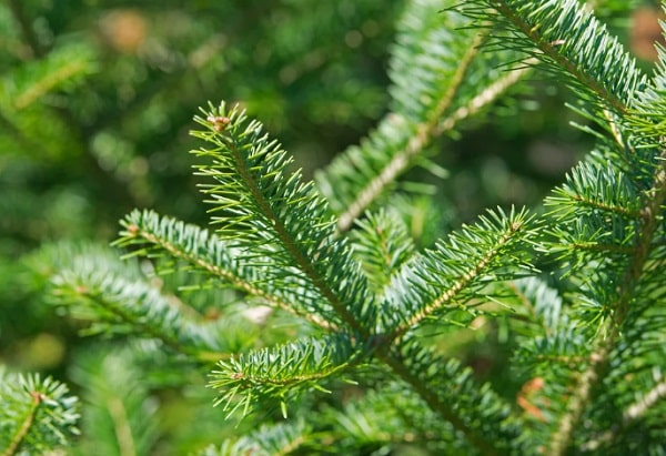 Picking A Christmas Tree