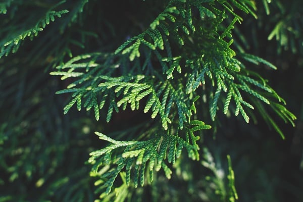 Picking A Christmas Tree