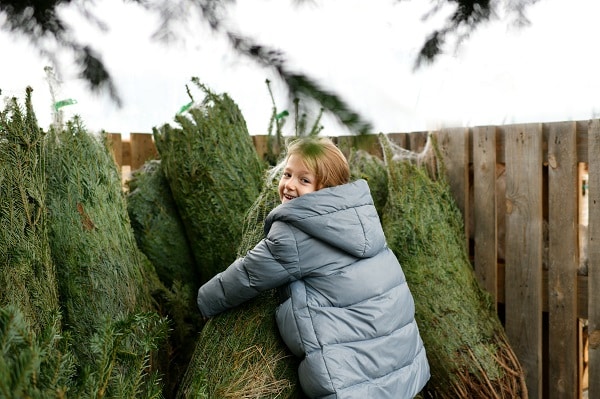 Picking A Christmas Tree