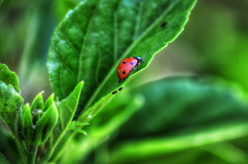 Bugs