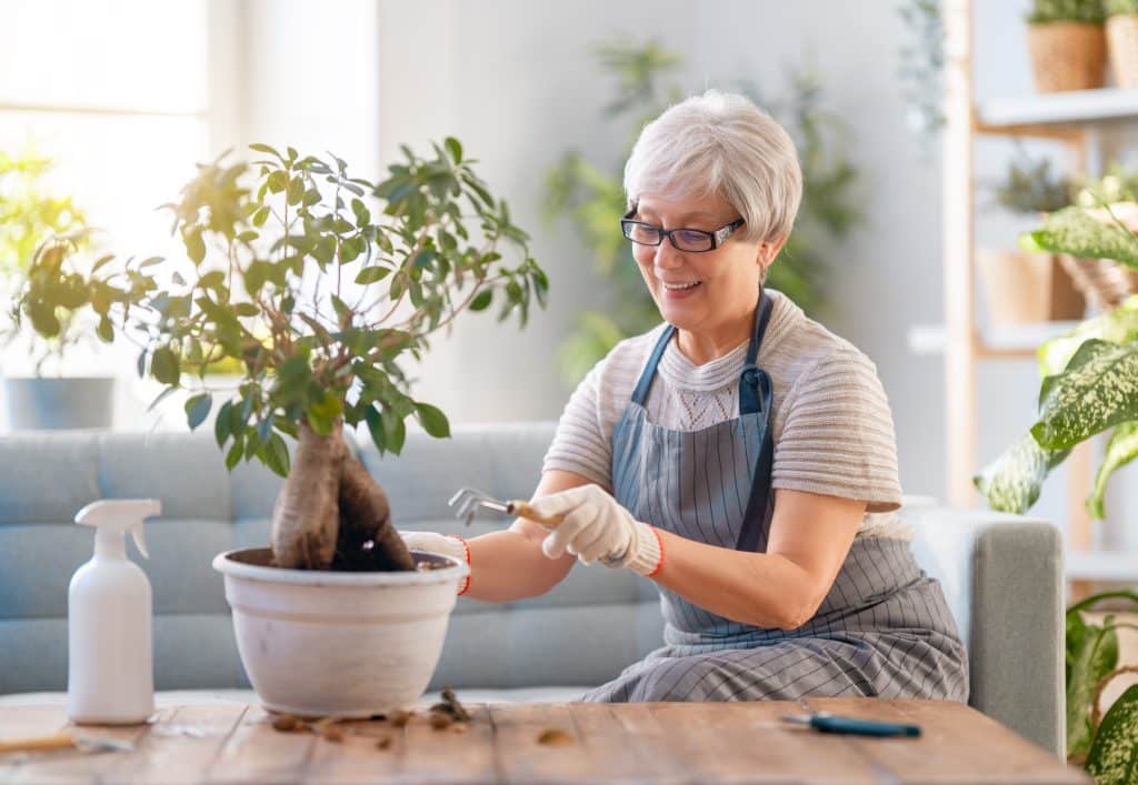 Pet-Friendly Plants