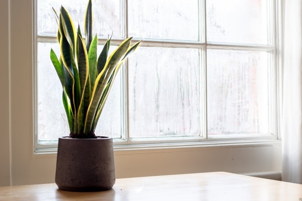 Houseplants That Will Help Reduce Stress