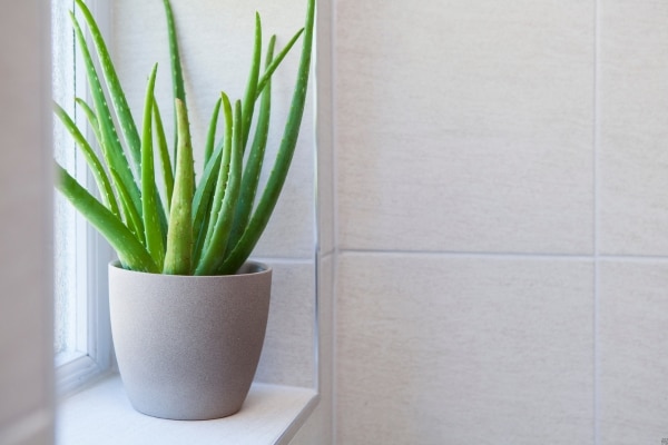 Houseplants That Will Help Reduce Stress