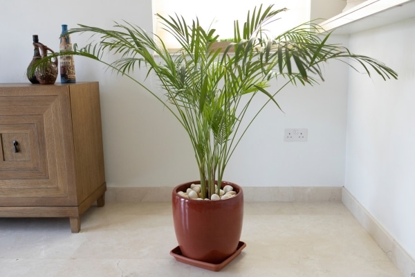 Houseplants That Will Help Reduce Stress