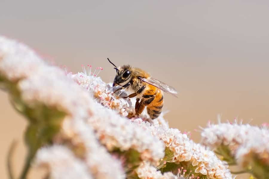 Bee