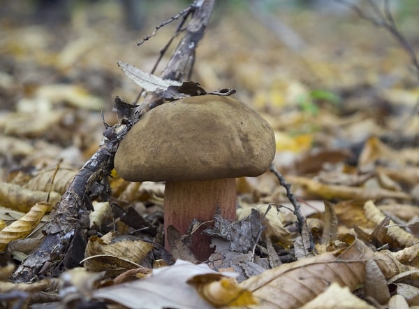 Mushroom