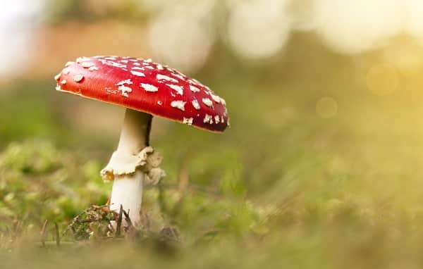 Mushroom