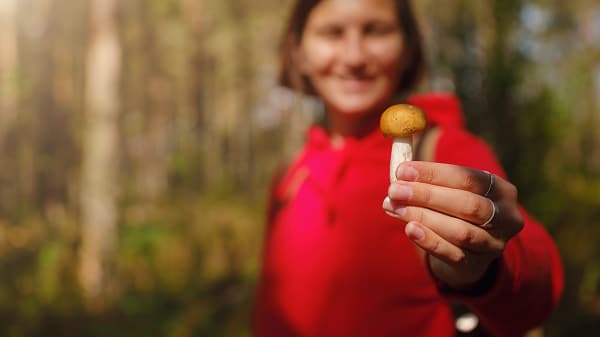 Mushroom