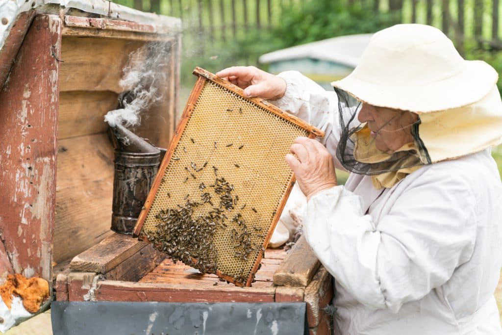 Beekeeping