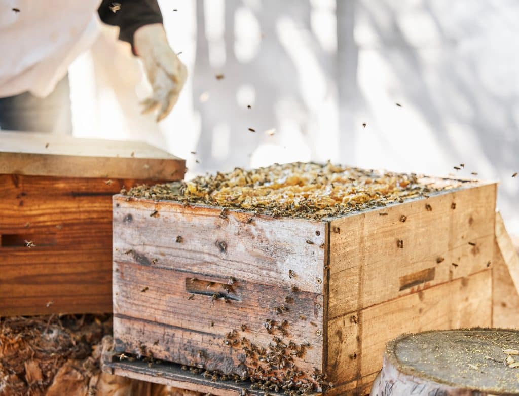 Beekeeping