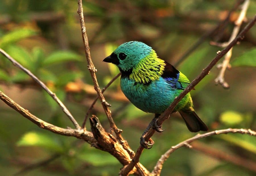 Birds