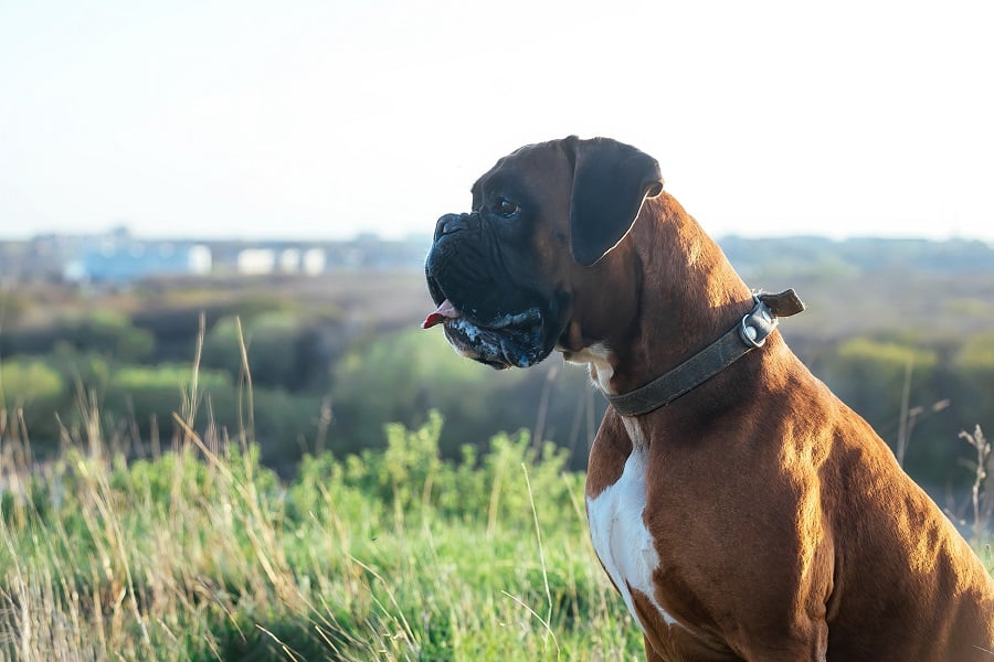 Dog Breeds