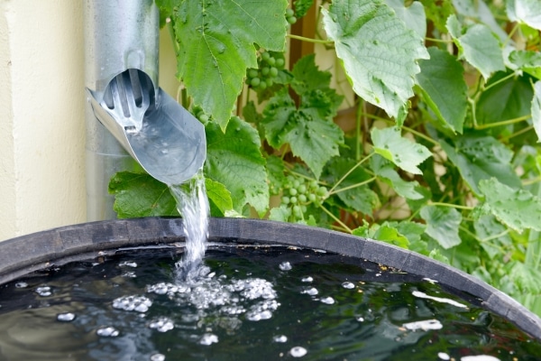 Rainwater Harvesting Methods For Your Home