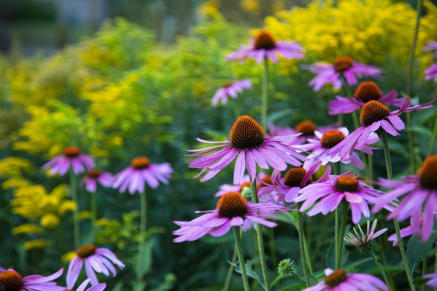 Perennials For A Vibrant Garden