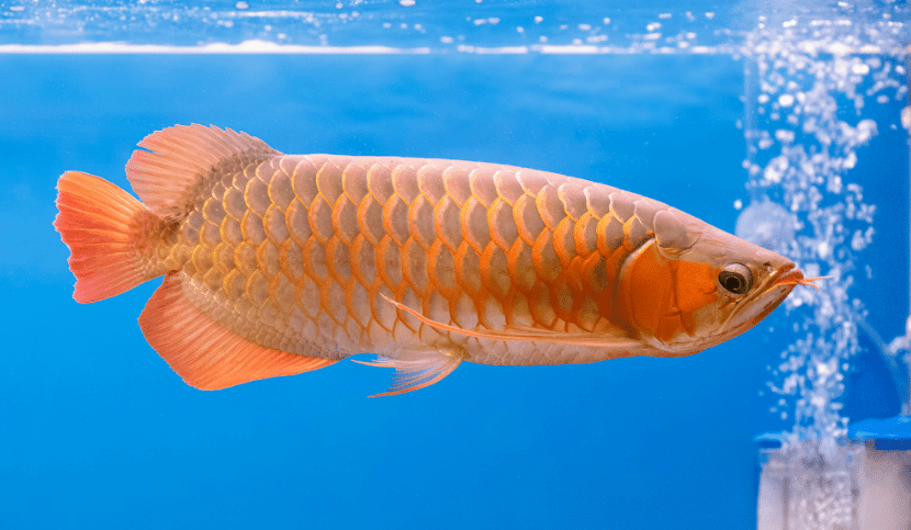 Fish