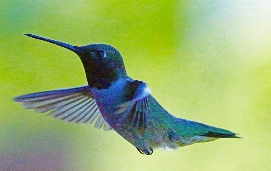 Hummingbirds
