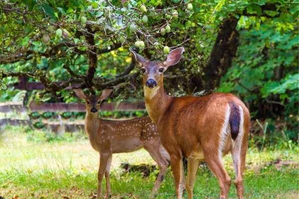 Vinegar In The Garden