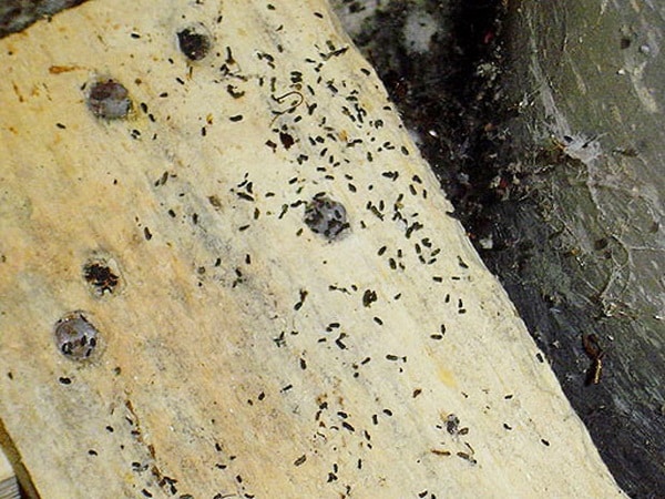 Signs Of A Bug Infestation