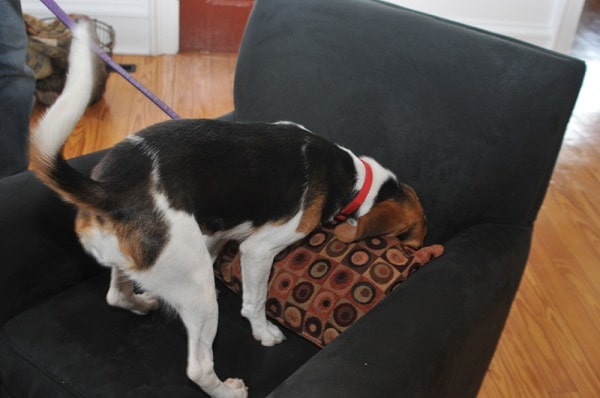 Signs Of A Bug Infestation