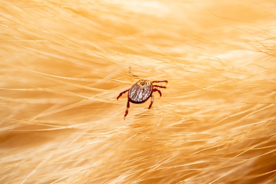 Ticks