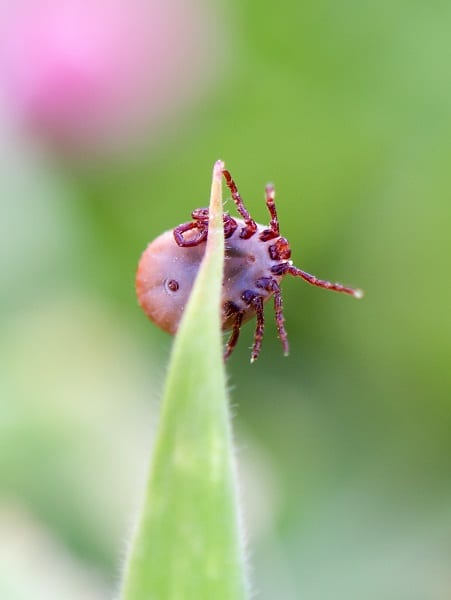 Ticks