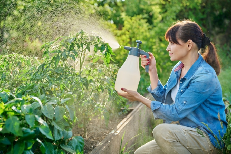 Natural Pest Deterrents For Your Yard