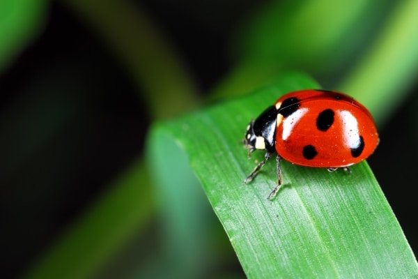 Natural Pest Deterrents For Your Yard