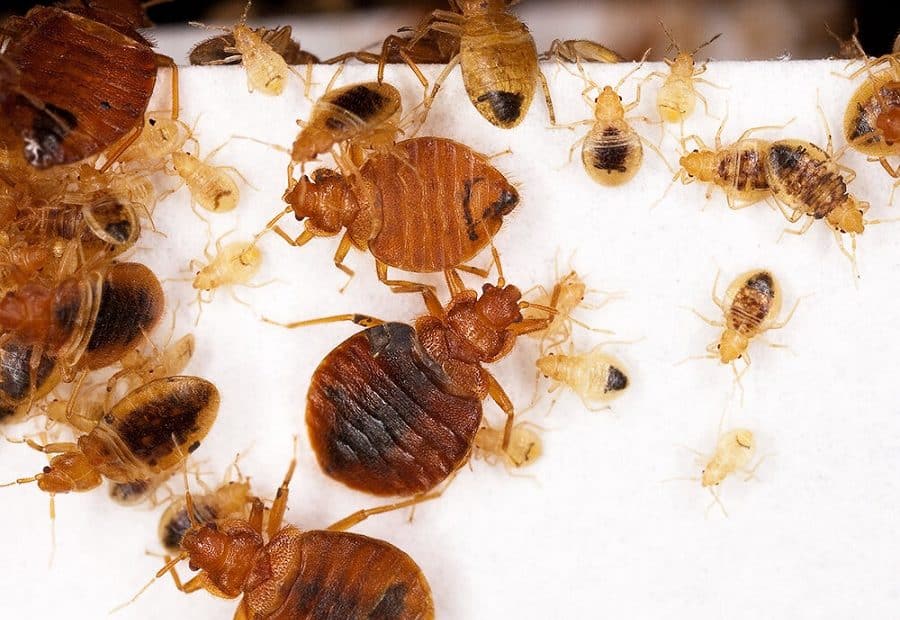 Signs Of A Bug Infestation