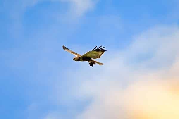 Safeguarding Your Pets