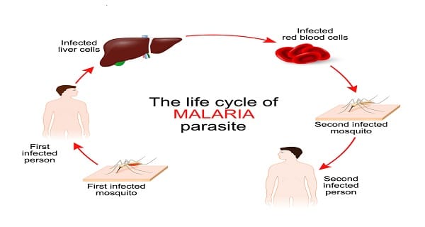 Mosquito-Borne Diseases To Watch For