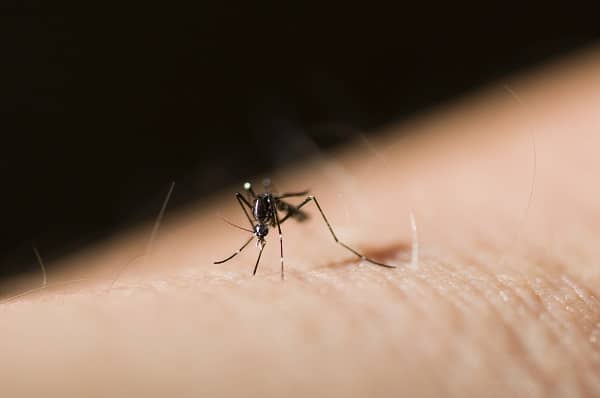 Mosquito-Borne Diseases