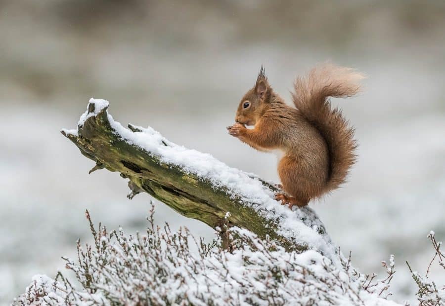 The Secret Life of Animals in Winter