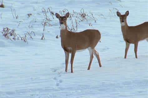 How To Create A Winter Sanctuary For Local Wildlife