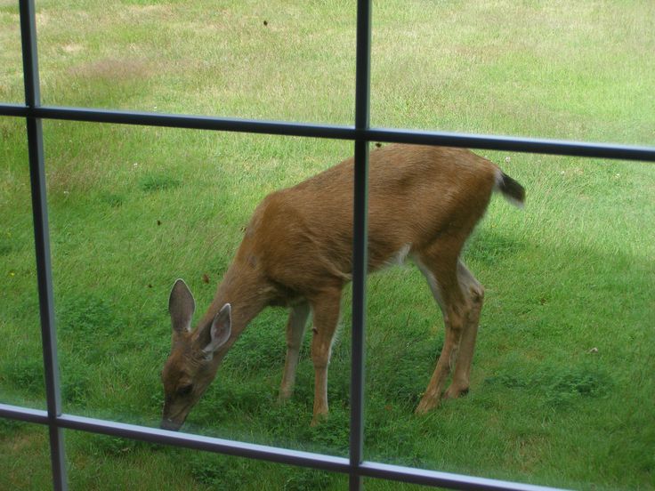 Strategies for Creating a Wildlife-Friendly Yard