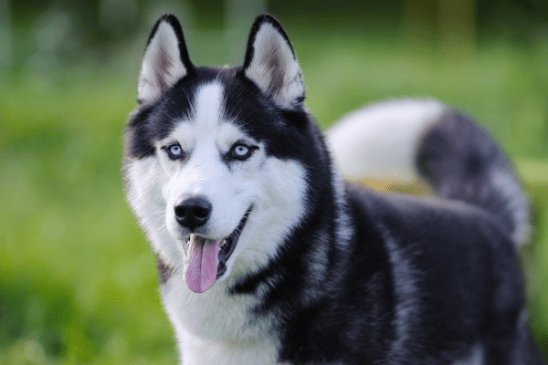 Top 7 Dog Breeds For The Outdoorsy Person