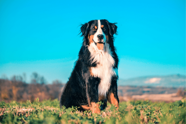 Top 7 Dog Breeds For The Outdoorsy Person